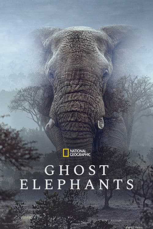 Ghost Elephants